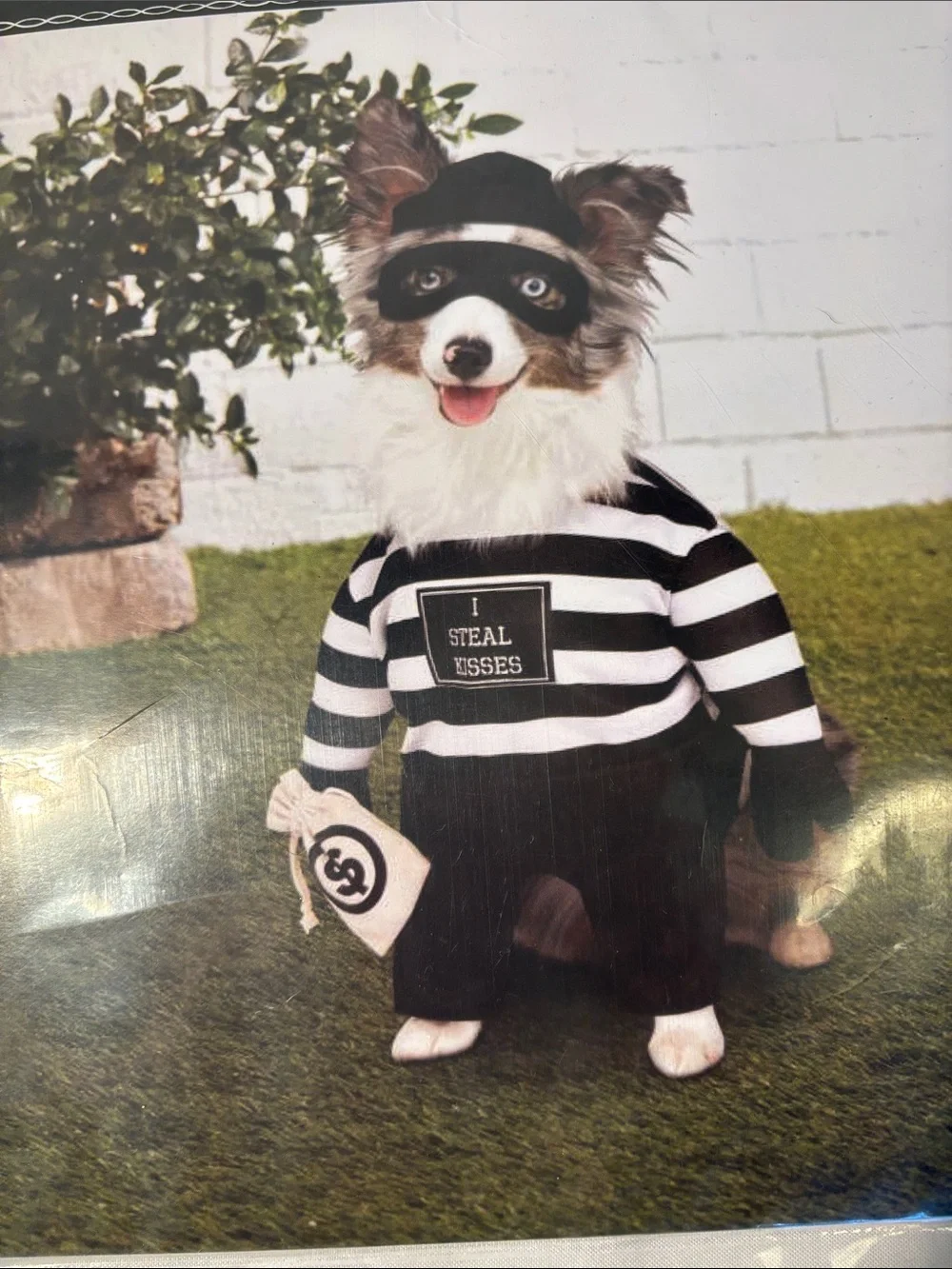 Source Unknown Black & White Striped Dog Burglar Costume